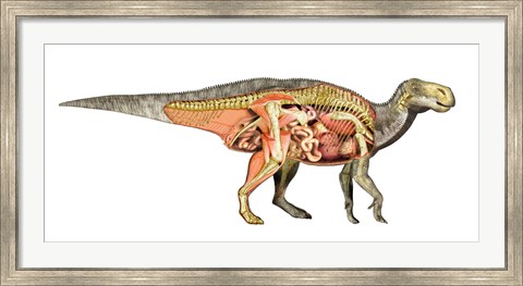 Framed Internal anatomy of an Iguanodon dinosaur Print