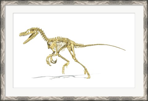 Framed 3D Rendering of a Velociraptor Dinosaur Skeleton Print