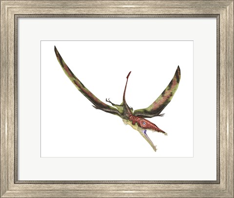 Framed Eudimorphodon Flying Prehistoric Reptile Print