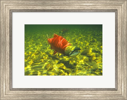 Framed British Columbia, Adams River Sockeye salmon migrating Print