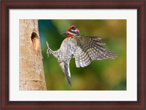 Framed British Columbia, Red-naped Sapsucker bird Print