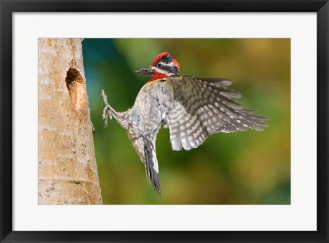 Framed British Columbia, Red-naped Sapsucker bird Print