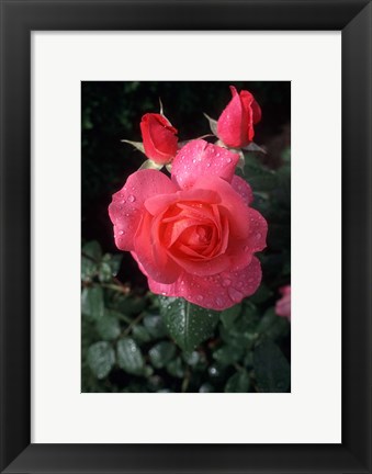 Framed English Rose in Butchart Gardens, Vancouver Island, British Columbia, Canada Print