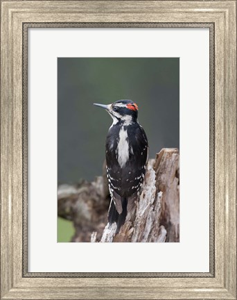 Framed British Columbia, Downy Woodpecker bird Print