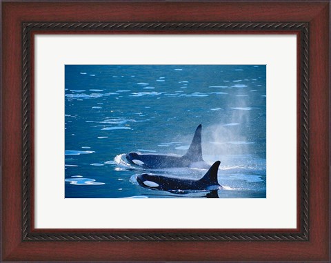 Framed Killer Whales feeding in Johnstone Strait, British Columbia, Canada Print