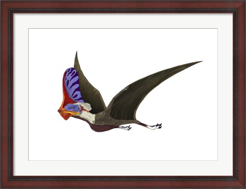 Framed Tapejara, a Genus of Brazilian Pterosaur from the Cretaceous Period Print