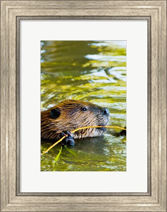 Framed Head of American Beaver, Stanley Park, British Columbia Print