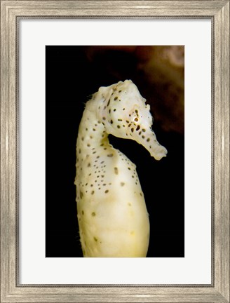 Framed Marine life, seahorse, Vancouver, British Columbia Print