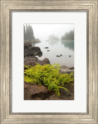 Framed Alpine lady fern, Garibaldi Lake, British Columbia Print