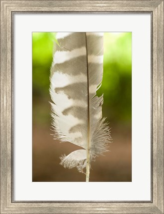Framed Barred owl feather, Stanley Park, British Columbia Print