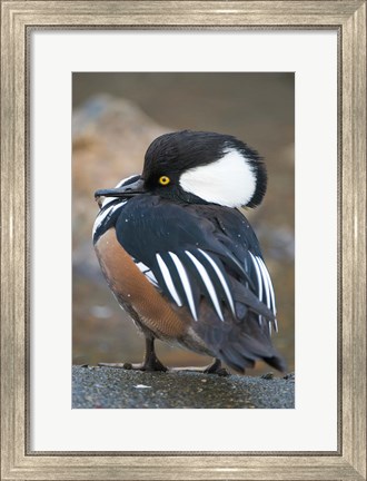 Framed Hooded merganser bird, Stanley Park, British Columbia Print