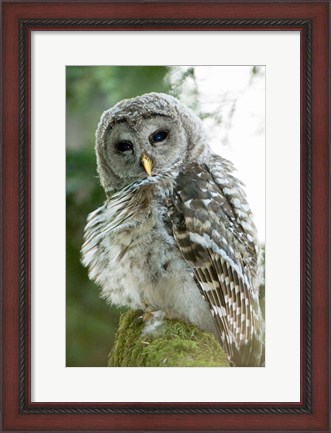 Framed Juvenile barred owl, Stanley Park, British Columbia Print