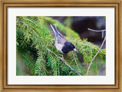 Framed British Columbia, Dark-eyed Junco bird in a conifer Print