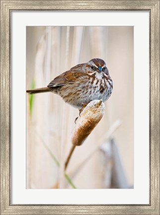 Framed British Columbia, Song Sparrow bird on cattail Print