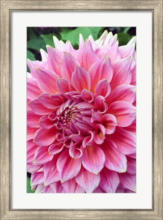 Framed Dahlia flower, Butchart Gardens, British Columbia Print