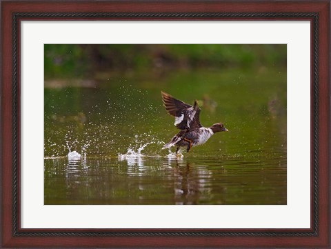 Framed British Columbia, Common Goldeneye bird Print