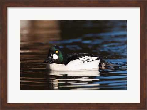 Framed British Columbia, Vancouver, Common Goldeneye duck Print