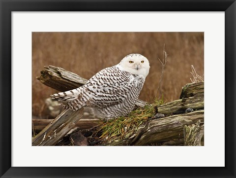 Framed Canada, British Columbia, Boundary Bay, Snowy Owl Print