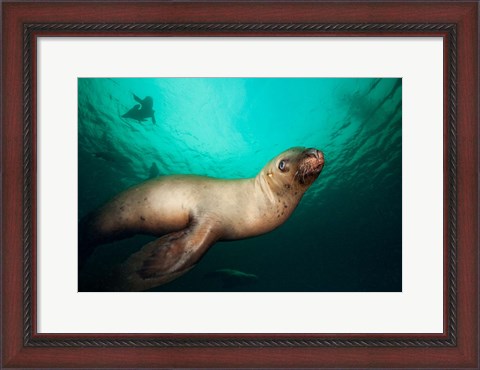 Framed British Columbia, Hornby Island, Steller&#39;s Sea Lions Print