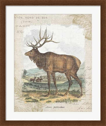 Framed Woodland Stag II Print