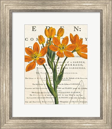 Framed Euphorbia Botany Print