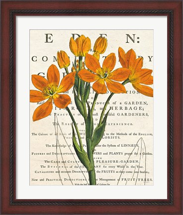 Framed Euphorbia Botany Print