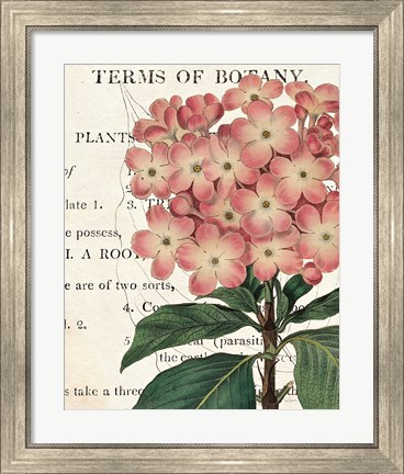 Framed Bicolor Phlox Botany Print