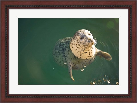 Framed Harbor Seals, Oak Bay, Victoria, British Columbia Print