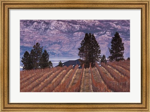 Framed Vineyard and lake, West Kelowna, Okanagan Valley, British Columbia, Canada Print