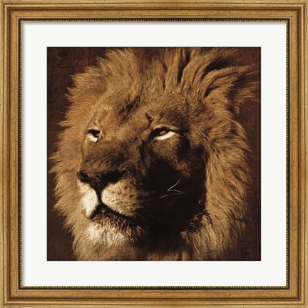 Framed Lion 2 Print