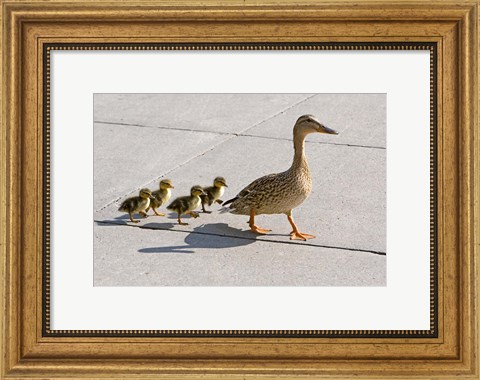 Framed Mallard hen and ducklings in Madison, Wisconsin Print