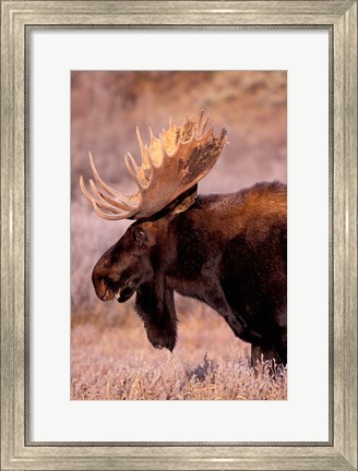 Framed Bull Moose, Grand Teton National Park, Wyoming Print