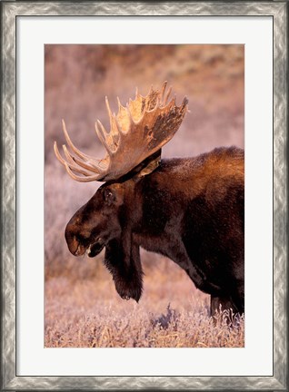 Framed Bull Moose, Grand Teton National Park, Wyoming Print