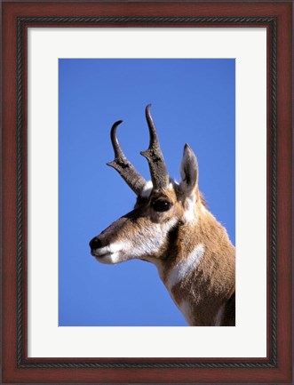 Framed Wyoming, Yellowstone NP, Male Pronghorn Wildlife Print