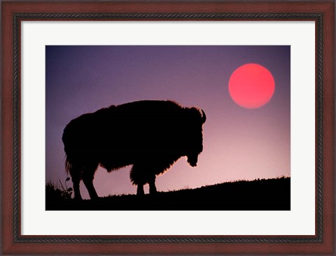 Framed Bison Silhouetted at Sunrise, Yellowstone National Park, Wyoming Print