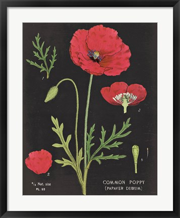 Framed Poppy Chart Print