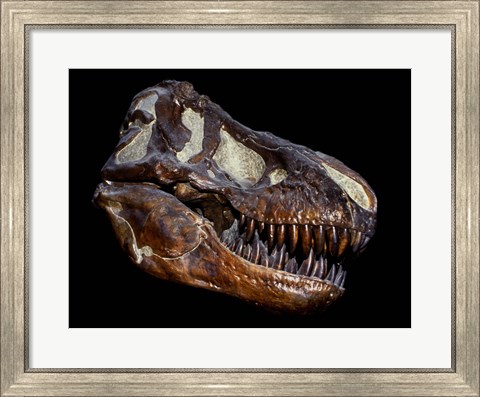 Framed Fossilized Skull of a T Rex Print