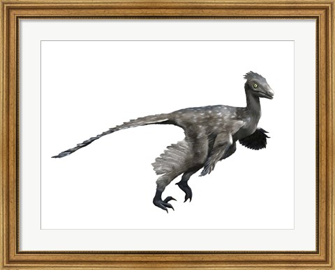 Framed Troodon Dinosaur Print