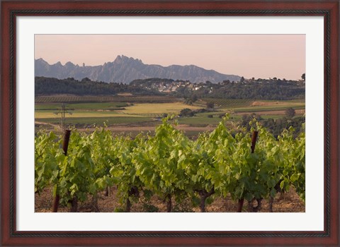 Framed Spring Vineyards with Montserrat Mountain, Catalonia, Spain Print