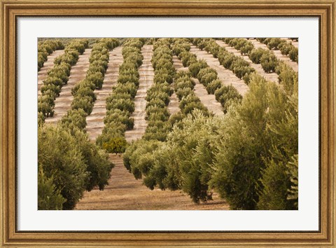 Framed Olive Groves, Jaen, Spain Print