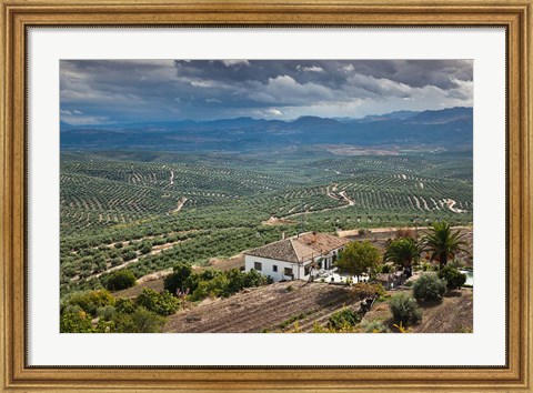 Framed Olive Groves, Ubeda, Spain Print