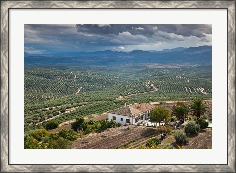 Framed Olive Groves, Ubeda, Spain Print