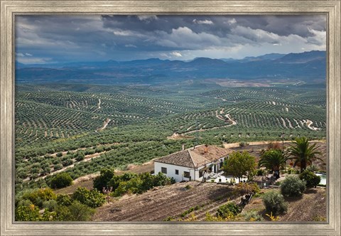 Framed Olive Groves, Ubeda, Spain Print