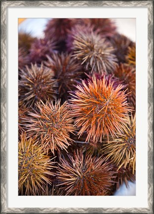 Framed Sea Urchins For Sale, Cadiz, Spain Print