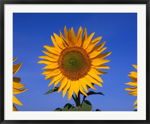 Framed Sunflowers, Spain Print