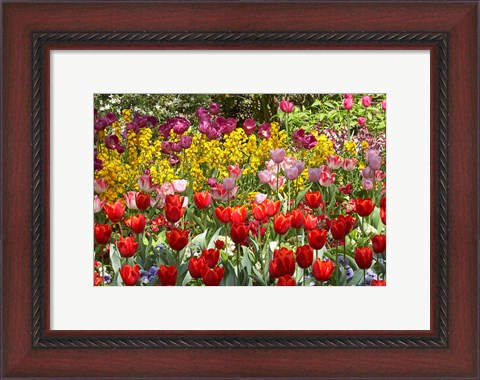 Framed Tulips in St James&#39;s Park, London, England, United Kingdom Print