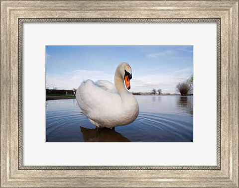 Framed Mute Swan (Cygnus olor) on flooded field, England Print