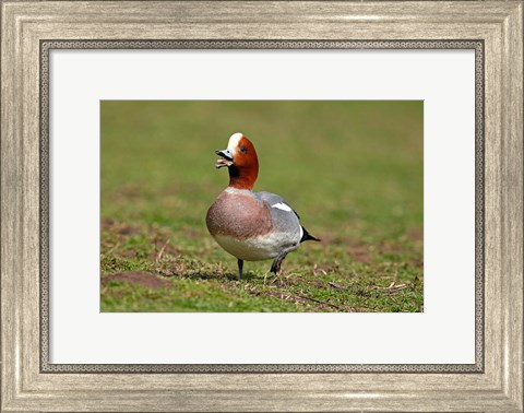 Framed Wigeon bird walking on grass England, UK Print