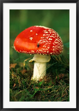 Framed UK, Fly Agaric mushroom fungi Print