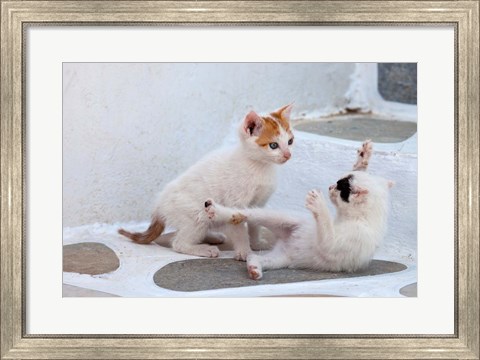 Framed Kittens Playing, Mykonos, Greece Print